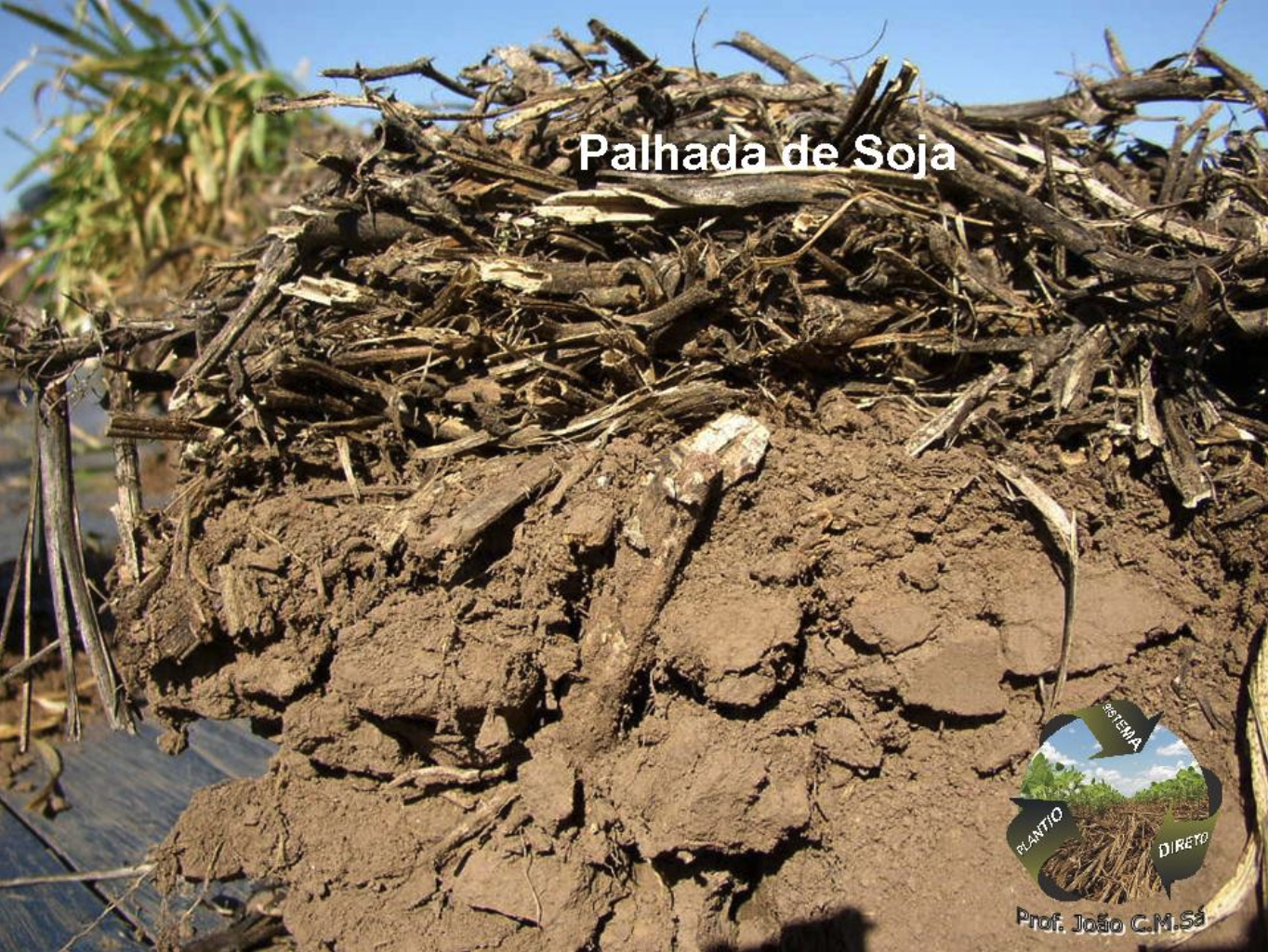 Palhada de soja